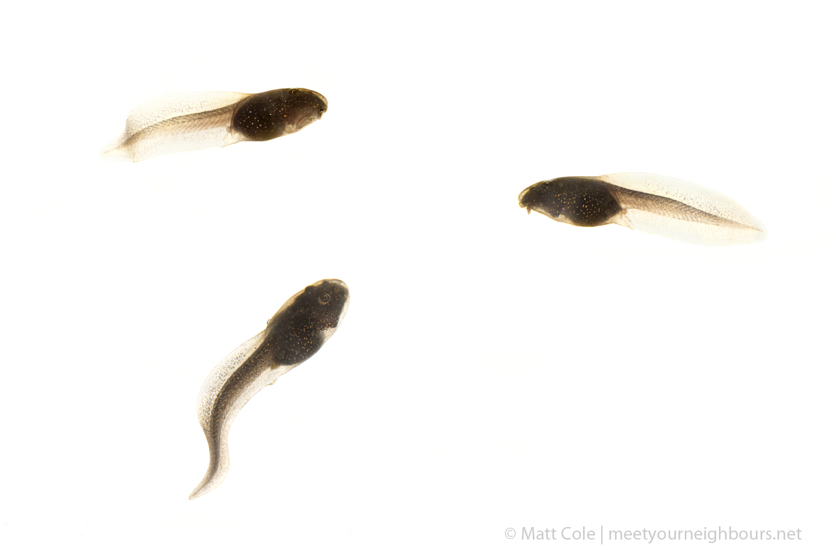 MYN Common Frog Tadpoles